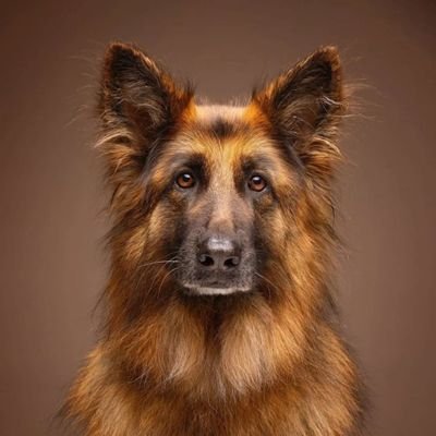 Hi, I am Jussika. I'm a pleased German Shepherd Lover. If you are a German Shepherds lover, follow me for German Shepherds photos & videos