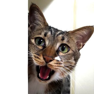 23区内一人暮らし。仲の良かったお友達に彼氏ができて、このところあまり遊んでくれません。いい歳ですが、誰か良い音楽を聴きにいきましょう。