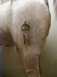 marengohorse's profile picture. Napoleon's warhorse. Technically a pony.