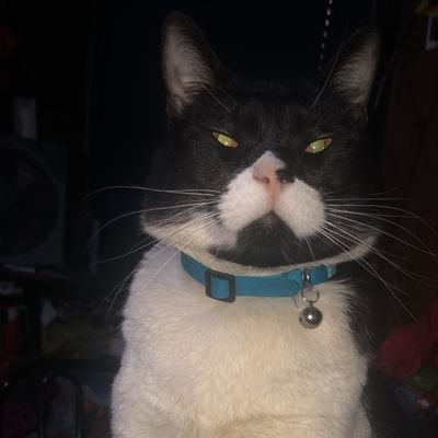 tracezch's profile picture. #CatLover 🐱