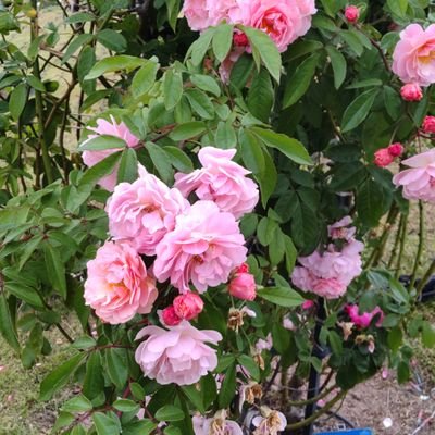 yuka_yukarose's profile picture. 