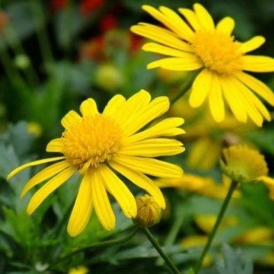 Oneflow34475149's profile picture. as a chinese native. I can chinese.hhahah
But I have a  little English.