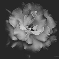 sara (@saraafahad99) Twitter profile photo