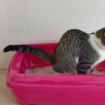 antiracist_cats's profile picture. Dutch lefty here to point out your flawed logic.

'When the abyss engulfs society, don't give up'