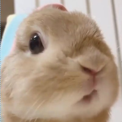 Baraba_Watermel's profile picture. Gars random égocentrique qui refuse de grandir.