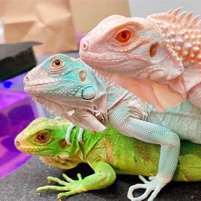 横浜市のふれあい爬虫類カフェです🦎120種200匹以上❗️大小様々なイグアナ、ヤモリ、カメ、蛇などなど…✨人慣れした爬虫類達とふれあいができます😊両生類、昆虫、魚類もいます🐸【第30-0415】https://t.co/CdihaQ9CXw