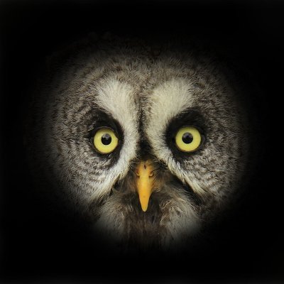 Night Owl=夜更し、Papa=パパ です。反グローバリスト、反NATO、左から右に移ったと言いたいが、実は左が左に行き過ぎて気がついたら自分は右になっていたという感じ。