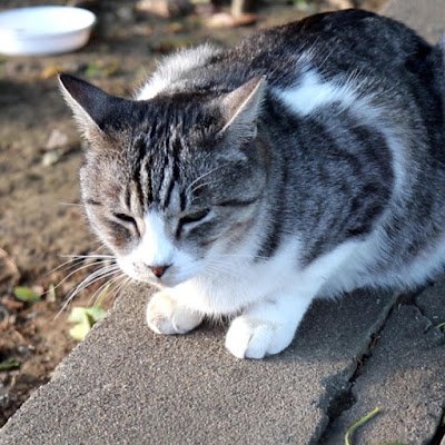 埼玉のいろいろな飲食店(主に川越中心)を巡ってます。
川越の皆様につきましては見つけ次第、勝手にフォローします。