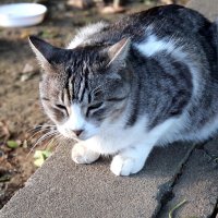 彩珠こっちゃん🎐🦊🐾🧶🐈⬛☄️ (@saitama_meguri) 's Twitter Profile Photo 彩珠こっちゃん🎐🦊🐾🧶🐈⬛☄️ (@saitama_meguri) 's Twitter Profile Photo