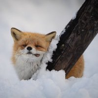 ひい (@camel_castiel) 's Twitter Profile