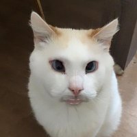 Anna Bella π¨π΅π¨π² (@annabel07785072) 's Twitter Profile