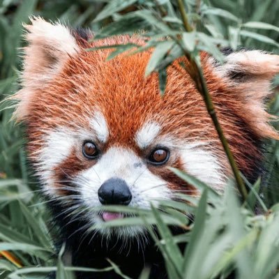 Chengruogu1's profile picture. -