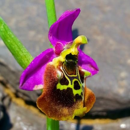 Scientific research and events about orchids in Turkey.

At the same time,
our first aim is to protect the orchid diversity in Turkey.