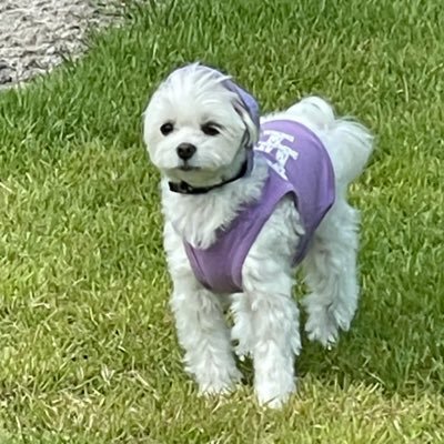 viikkiiii_'s profile picture. RV 조이🐥