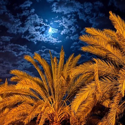 Saudi_Ar93's profile picture. 