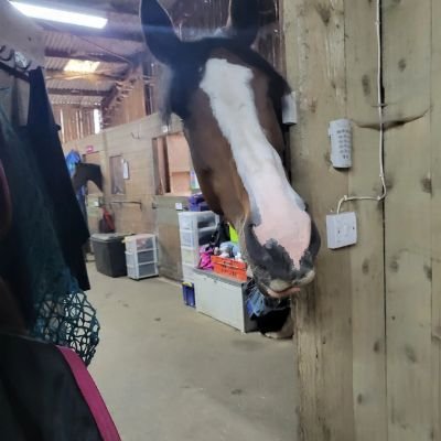 Haven't left yet but the blue one is @ https://t.co/CwNDGeFLFU
Loves animals much more than most people. Fabulous huge mare, misses one in a million