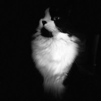 午夜的猫 (@x_alonetiger) 's Twitter Profile