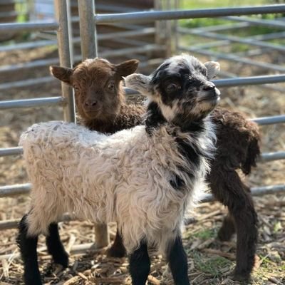 Schäferei, Skuddenzucht, ökologische Landschaftspflege, Schafpatenschaften, Gruppenausflüge, Tiertrainer nach Par. 11 TierschG spezialisiert auf Hütehunde