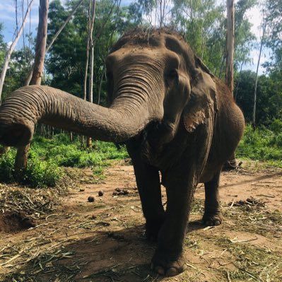 Daoruang12345's profile picture. 