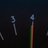 fourperleg's profile image