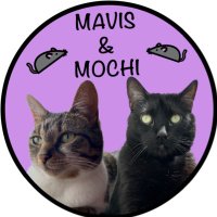 🐈⬛Mavis❤️Mochi🐈 (@mavisandmochi) 's Twitter Profile