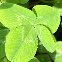 じじ (@gza9e) 's Twitter Profile Photo