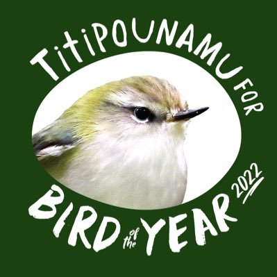 💚 NZ's tiniest bird campaigning for Bird of the Year 2022! Join in the fun #teamtitipounamu All photos by @melissaboardman