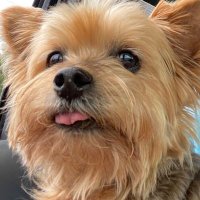 Sunny (@peachandcats) 's Twitter Profile Photo Sunny (@peachandcats) 's Twitter Profile Photo