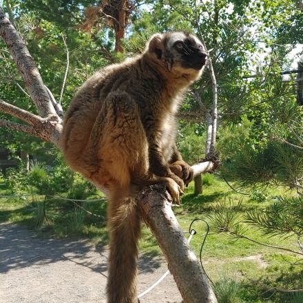 Just another primatology/zoology student obsessed with lemurs (and bats).
I am particularly interested in animal welfare and cognition.