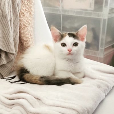 kn_littleworks's profile picture. ノーコードツールを使用したweb制作をしています🕊 ｜web制作 / セールスライティング / LINEBot制作 / バナーデザイン｜屋号：LittleWorks｜使用ツール：Elementor / Divi / WordPress｜#TOFUラボ