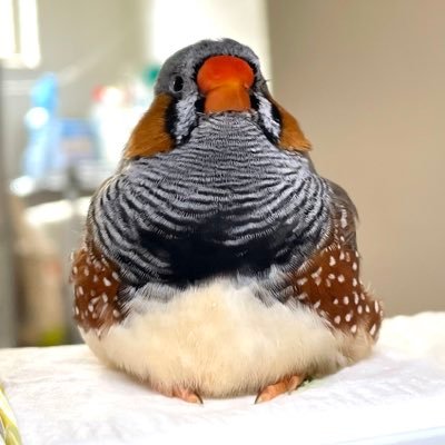 みーさんさんのプロフィール画像