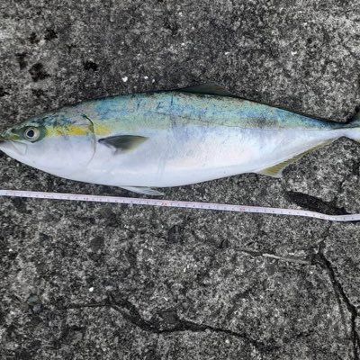 夫婦揃って釣りにハマってます😊 釣り🎣や料理🍳やペット🐶のことを発信していこうと思います〜 🙌