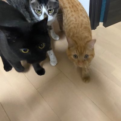 猫のみっけ・ごましろう・ころもです！ 猫好きさんは是非フォローしてください！多頭飼い3匹奮闘中！猫ブログ⇒「みっけごまころ猫日記」 YouTubeチャンネル⇒「みっけごまころ猫日記」 Amazonアソシエイトに参加しています。