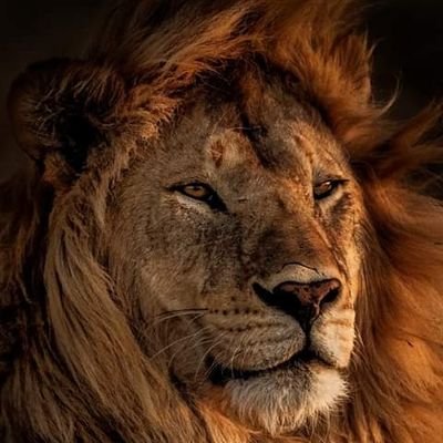 Ima01572758's profile picture. Lion King 🦁