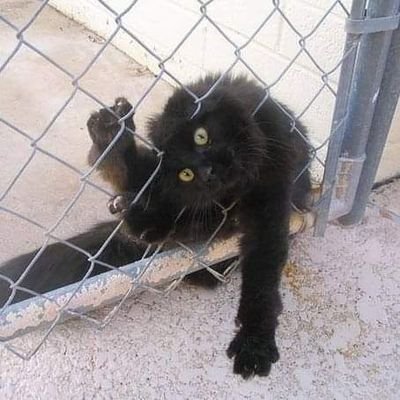 Marico35458837's profile picture. мовчазний читач