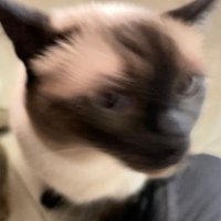 ๐ค (@yellowcustard) 's Twitter Profile