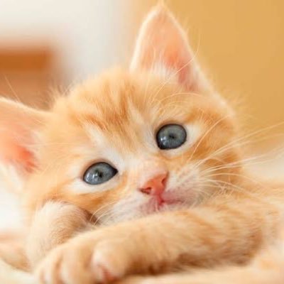 vh0f5's profile picture. singing！make song and sond!