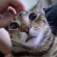 Mich (@michmidlol) 's Twitter Profile