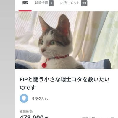 2022年7月11日難病FIP猫伝染性腹膜炎(ドライタイプ)と診断されました。同2022年7月11日投薬開始、10月3日投薬終了予定。小さい小さい体で生き抜いていたコタ(雄)を保護しました。幸せにしてあげたいのです。クラウドファンディングのご支援も宜しくお願い申し上げます。下記クラファンページURLです。