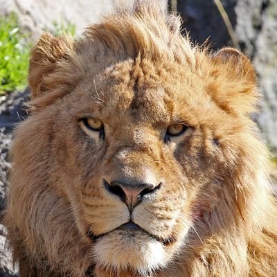 ChocoLion279502's profile picture. 獅子とカカオ