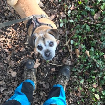 Dog Walker. Solo dog & small group countryside walks up to 3 dogs same household. Pet Visits. Insured. Dog First Aid. Areas covered GL19 + #dogwalker