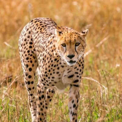 cheetah18092022 Profile Picture
