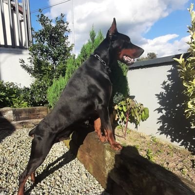 I am an ex Irish Soldier,with 25 years completed service.
I'm interested in Everton FC and Working Dobermanns. Native of D8 but now reside in Westmeath .