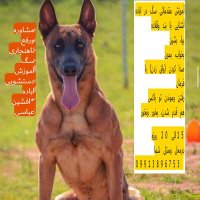 مربی سگ (@punishe10880265) 's Twitter Profile