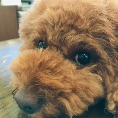 NAOTOGON's profile picture. 栃木県在住、お笑い好き😆大宮に通い始めました😆好きな芸人さん 囲碁将棋/GAG/ネルソンズ / 最近宇都宮ブレックスの応援も始めました📣推しの選手は#18 鵤 誠司選手🏀