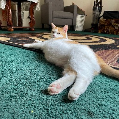 SunayCarlos's profile picture. 