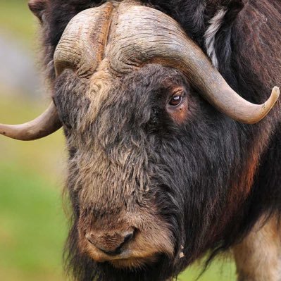 Myskoxen1's profile picture. 