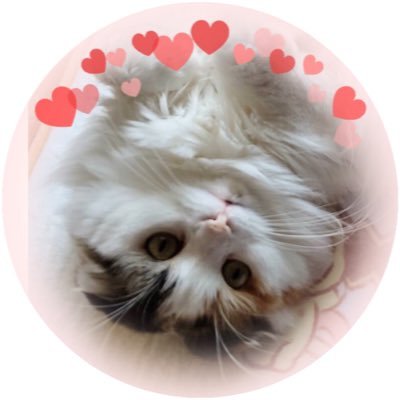 🐱(ふわり氏)🐱さんのプロフィール画像