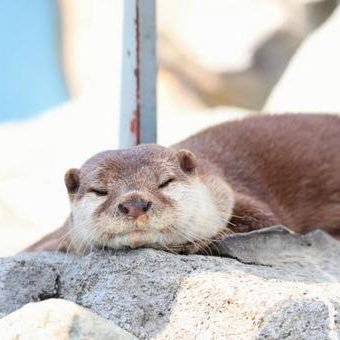 かわうそさんのプロフィール画像