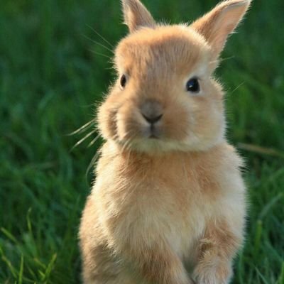 Svetlanka_1508's profile picture. 